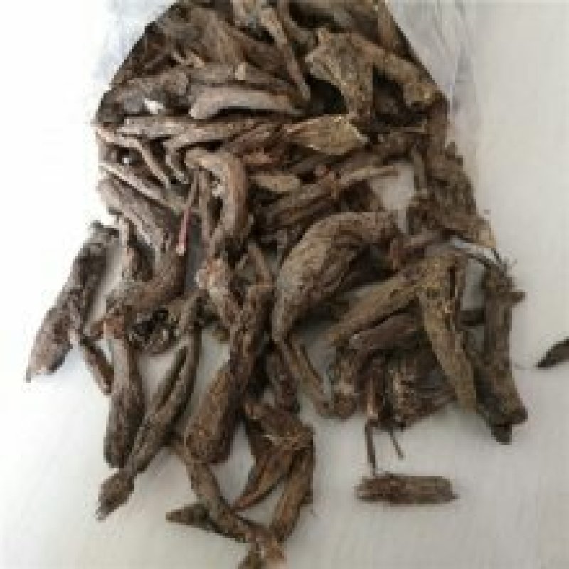 虎掌草，常年批发供应，中药材虎掌草，虎掌根