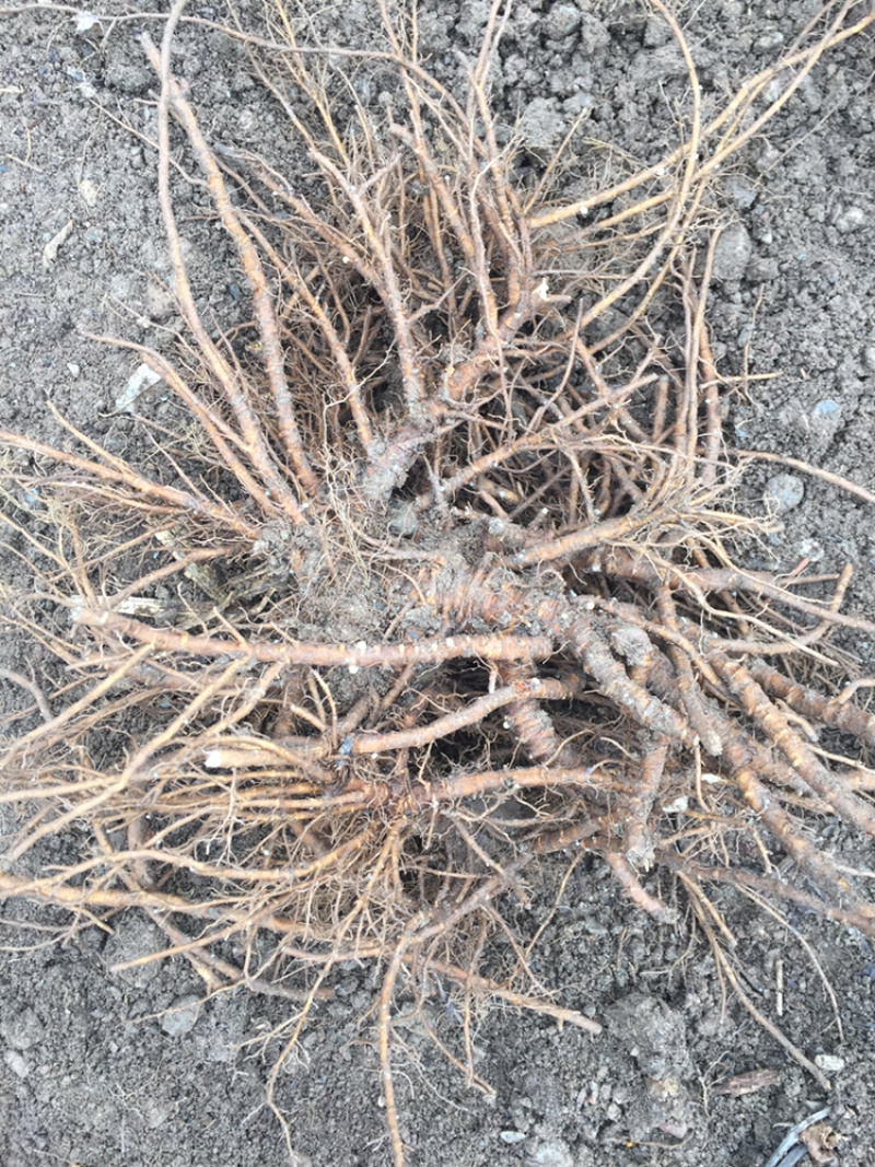 野生羌活药性足根系大