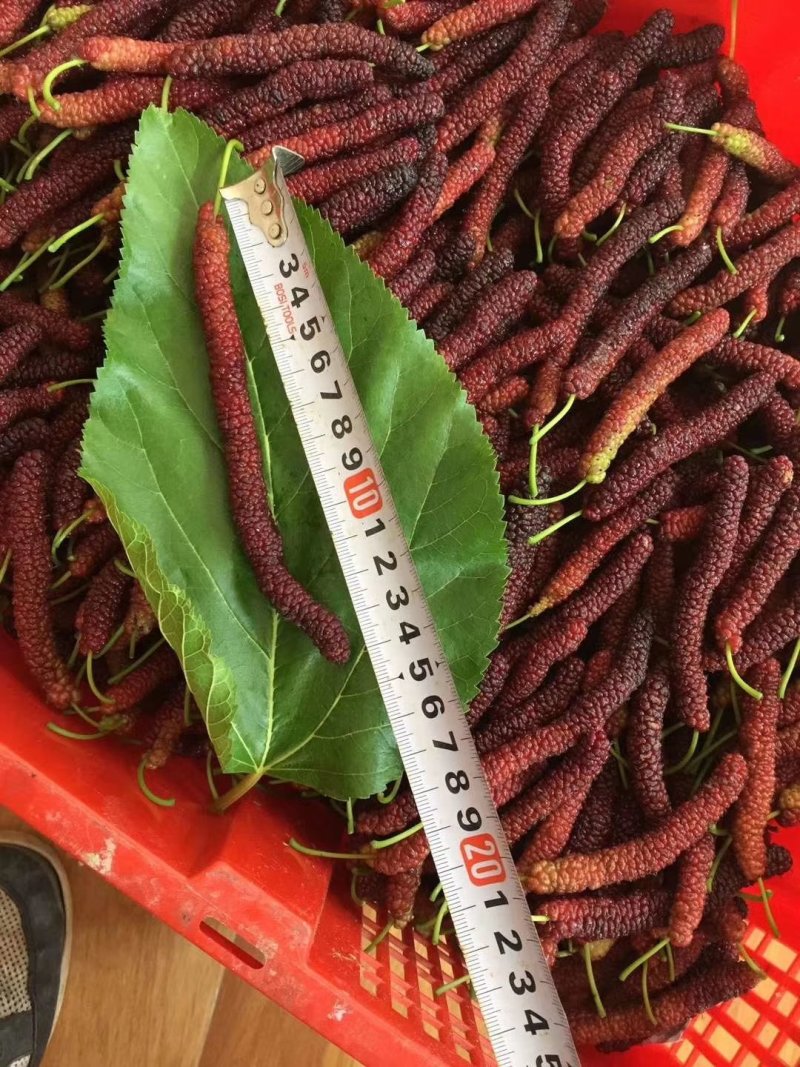 台湾长果桑嫁接苗，当年结果
