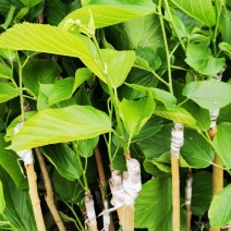 台湾长果桑嫁接苗，当年结果