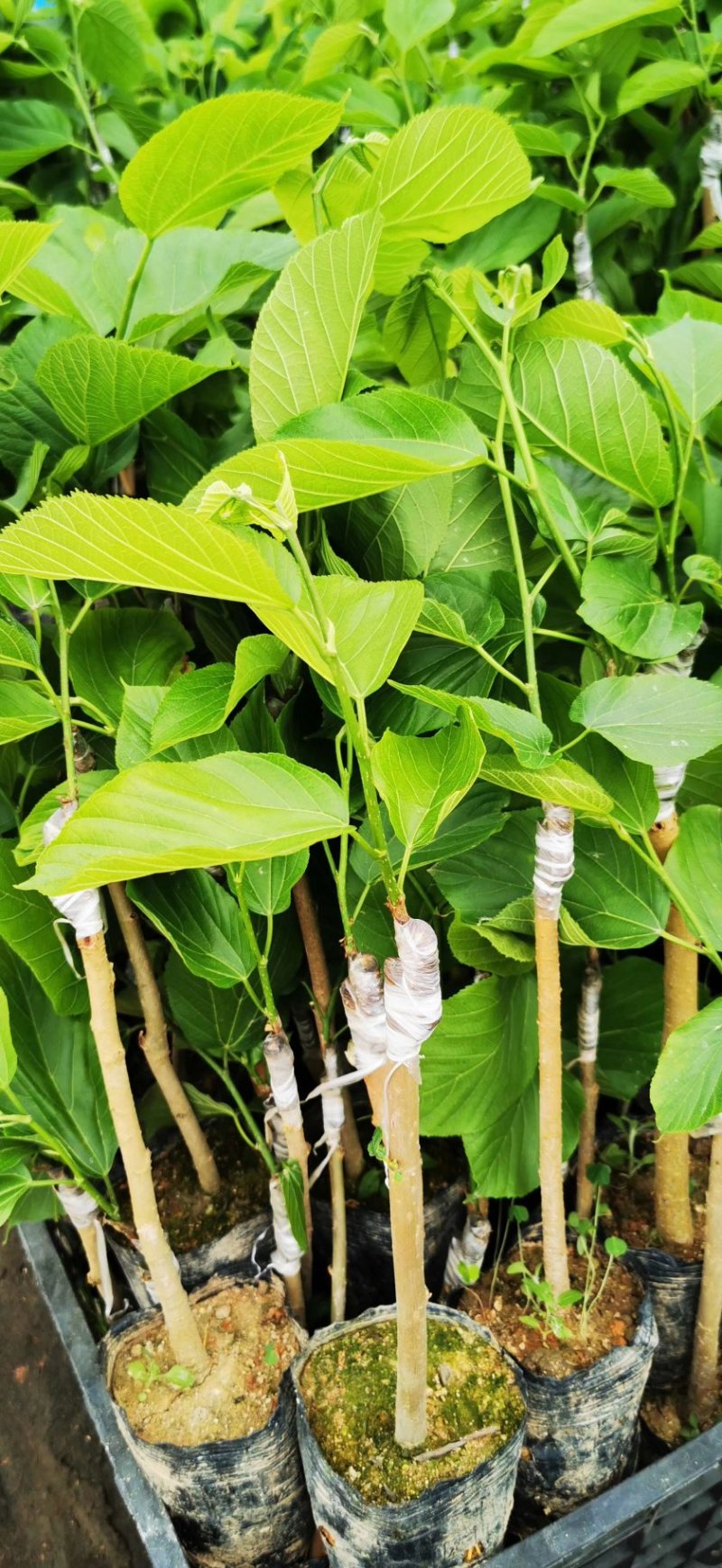 台湾长果桑嫁接苗，当年结果