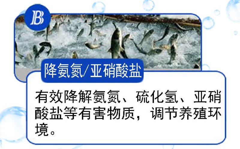 枯草芽孢杆菌改善水质水产养殖鱼虾蟹改底调水改良调节剂