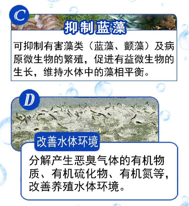 枯草芽孢杆菌改善水质水产养殖鱼虾蟹改底调水改良调节剂