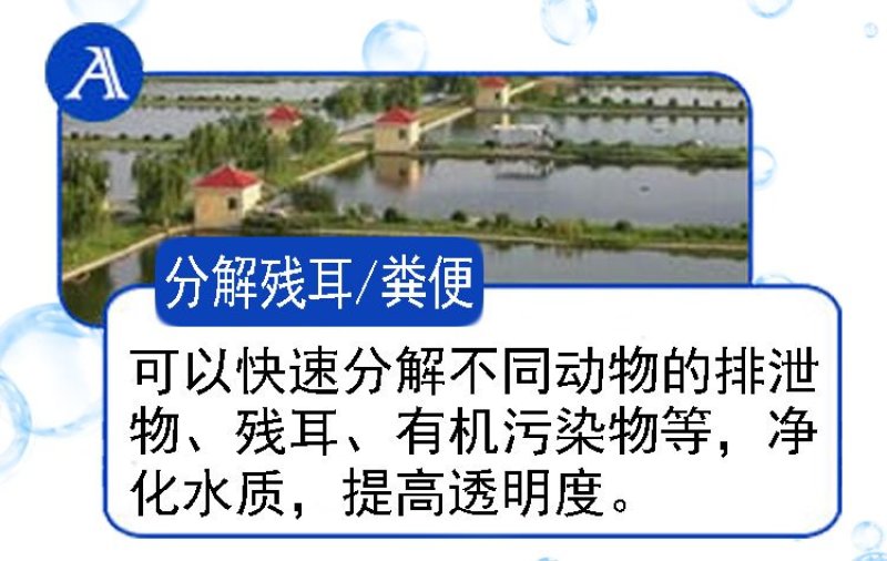 枯草芽孢杆菌改善水质水产养殖鱼虾蟹改底调水改良调节剂