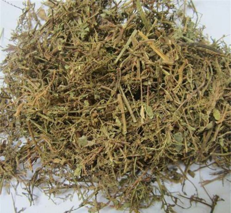 叶下珠，珍珠草常年批发供应