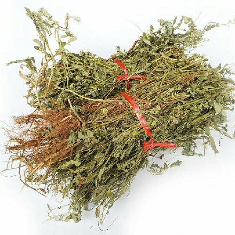 叶下珠，珍珠草常年批发供应