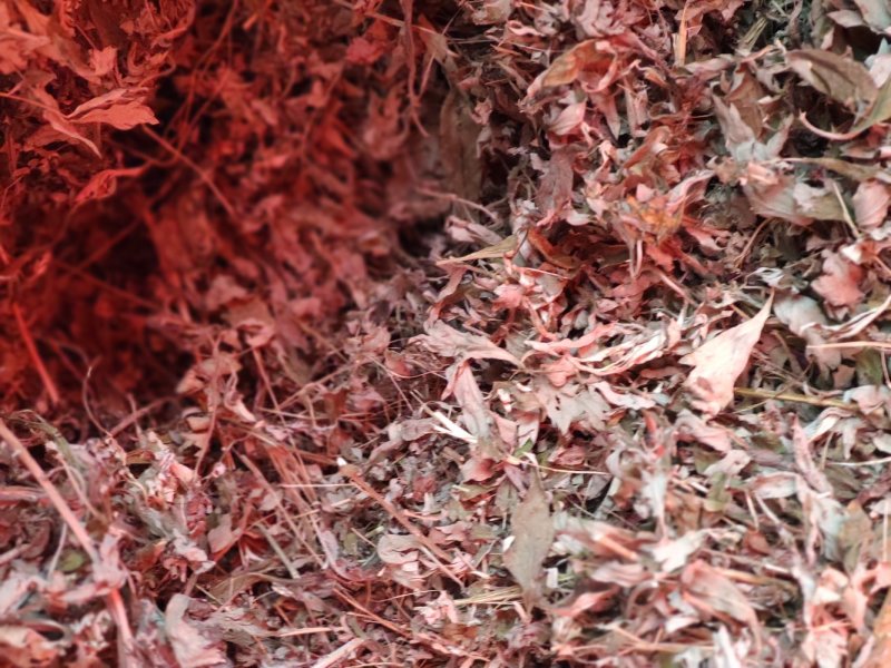艾草叶，纯野生艾叶叶大杆少