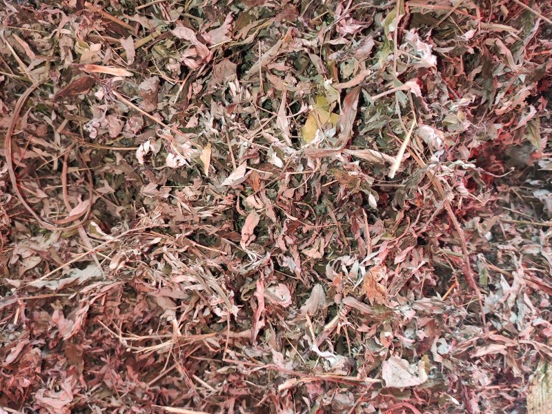 艾草叶，纯野生艾叶叶大杆少