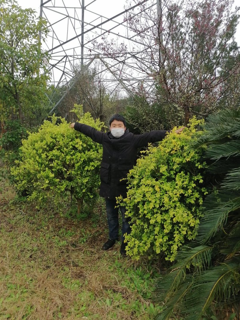 浙江宁波黄杨10几年的老树，都是人这么高的！！！