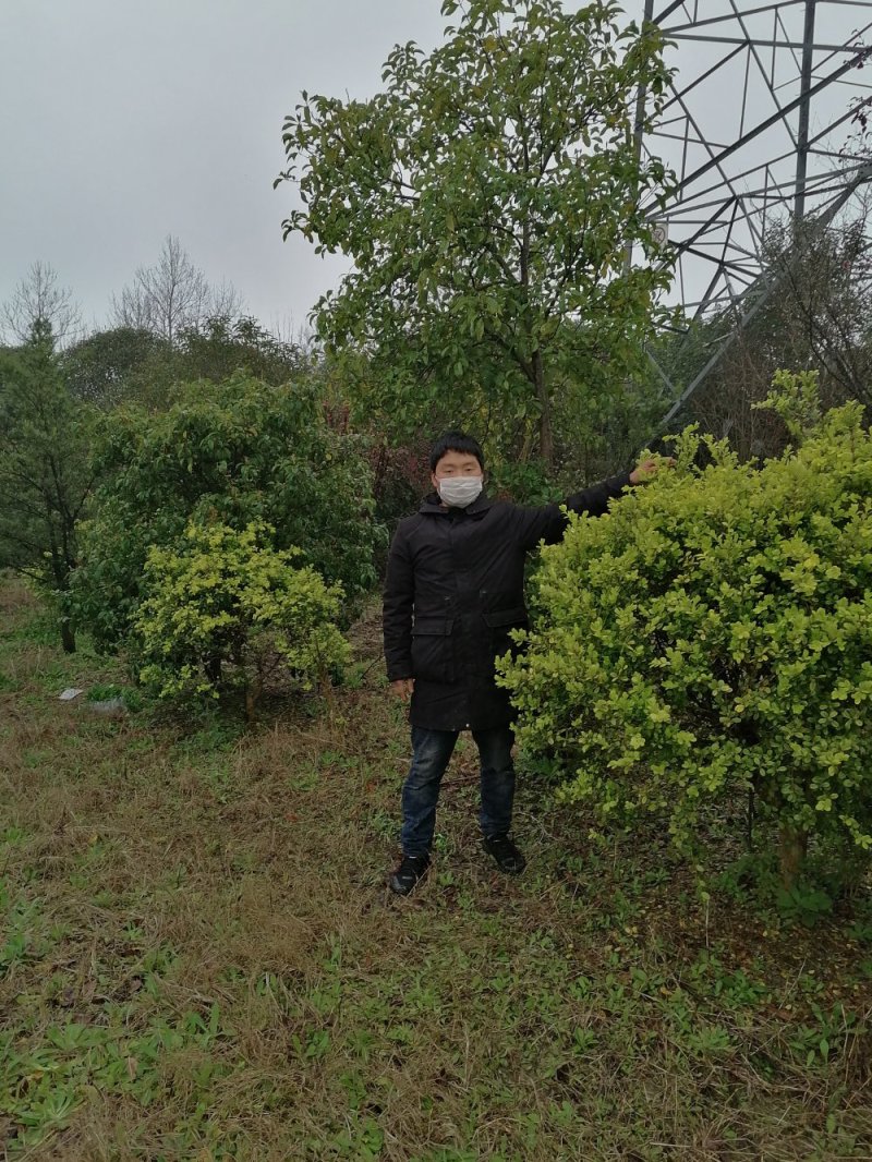 浙江宁波黄杨10几年的老树，都是人这么高的！！！
