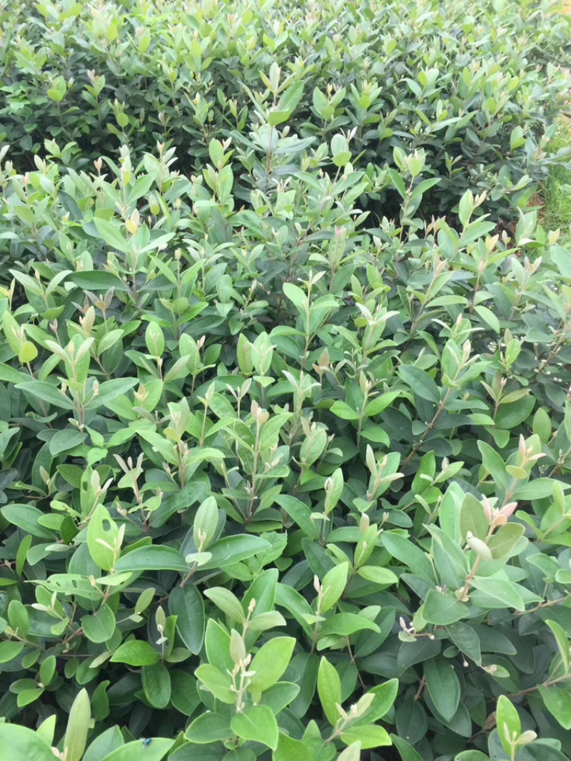 桃金娘苗百千层苗也叫山捻子当年种植当年挂果