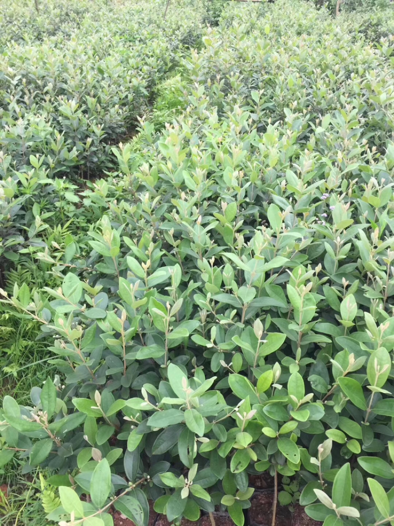 桃金娘苗百千层苗也叫山捻子当年种植当年挂果