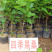 四季大果桑苗嫁接苗酸甜可口