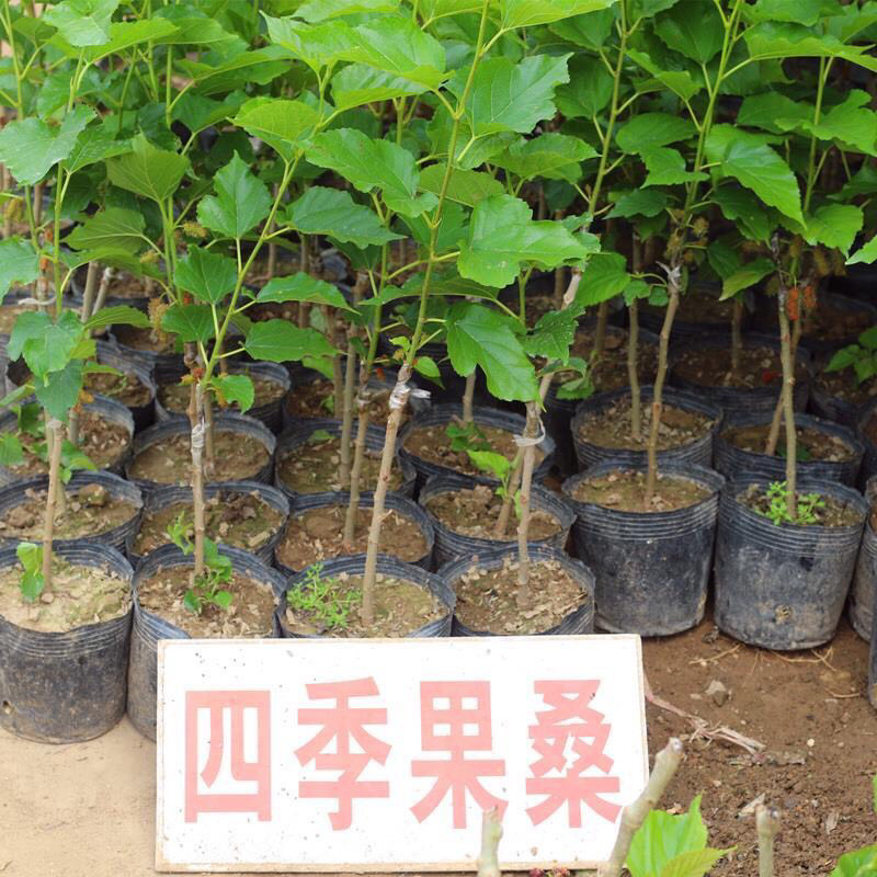 四季大果桑苗嫁接苗酸甜可口