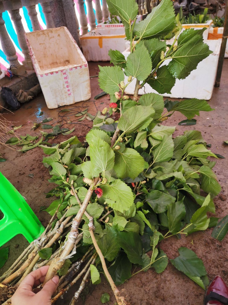 四季大果桑苗嫁接苗酸甜可口