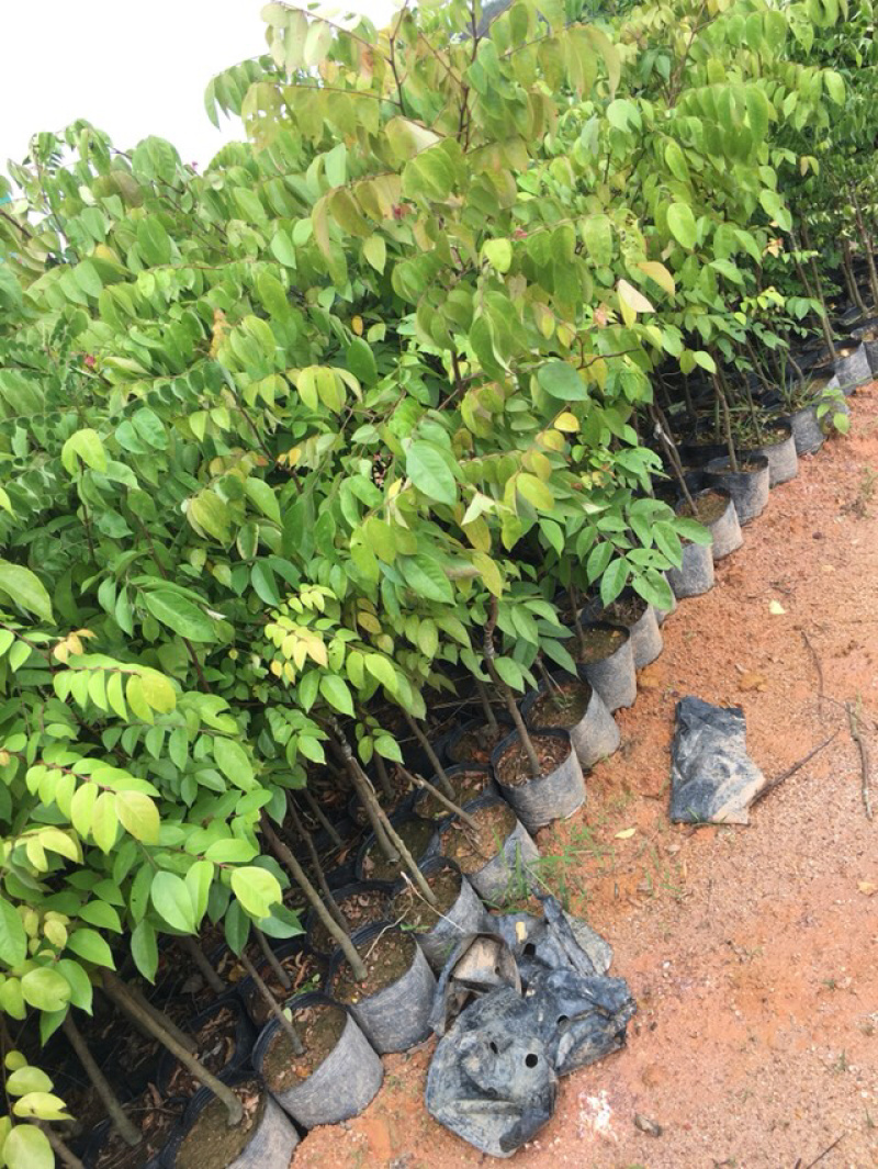 台湾甜杨桃苗特别高产，一年四季有果，长年有果吃