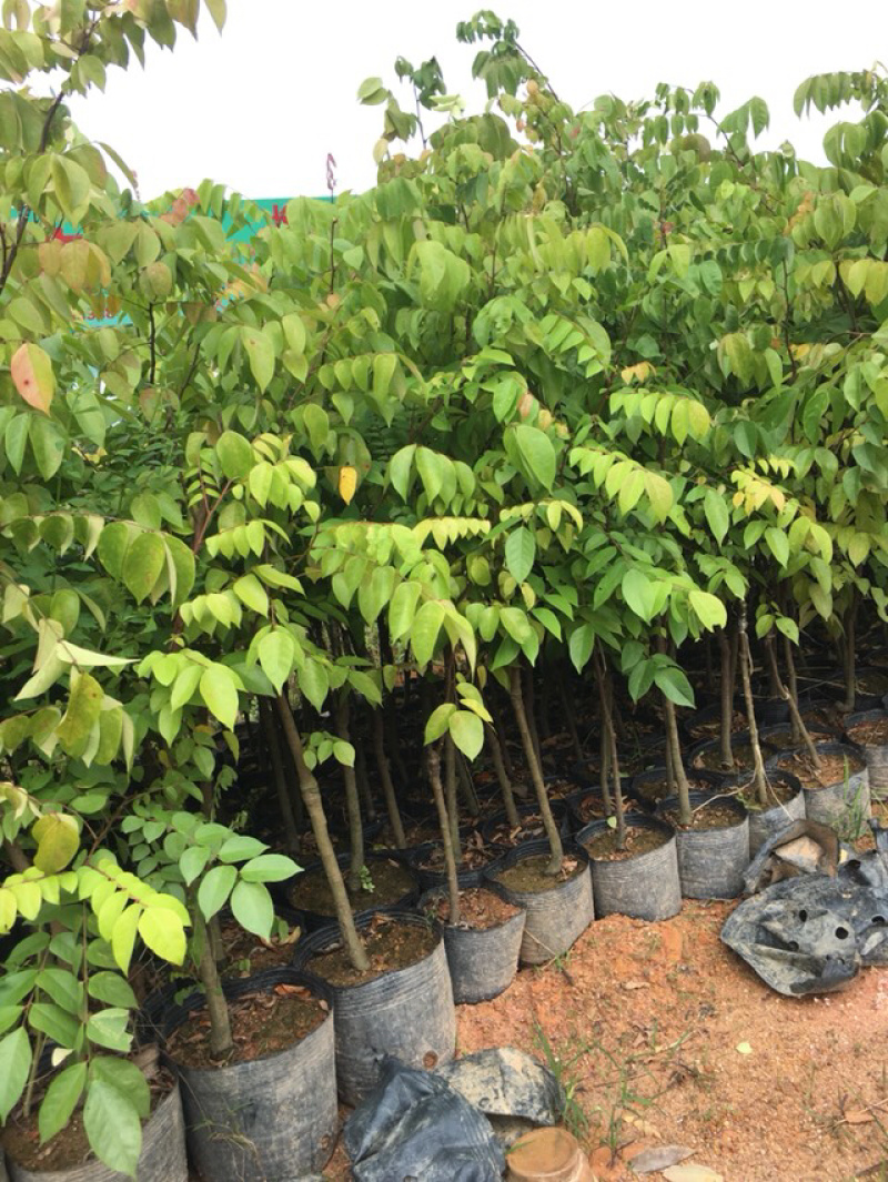 台湾甜杨桃苗特别高产，一年四季有果，长年有果吃