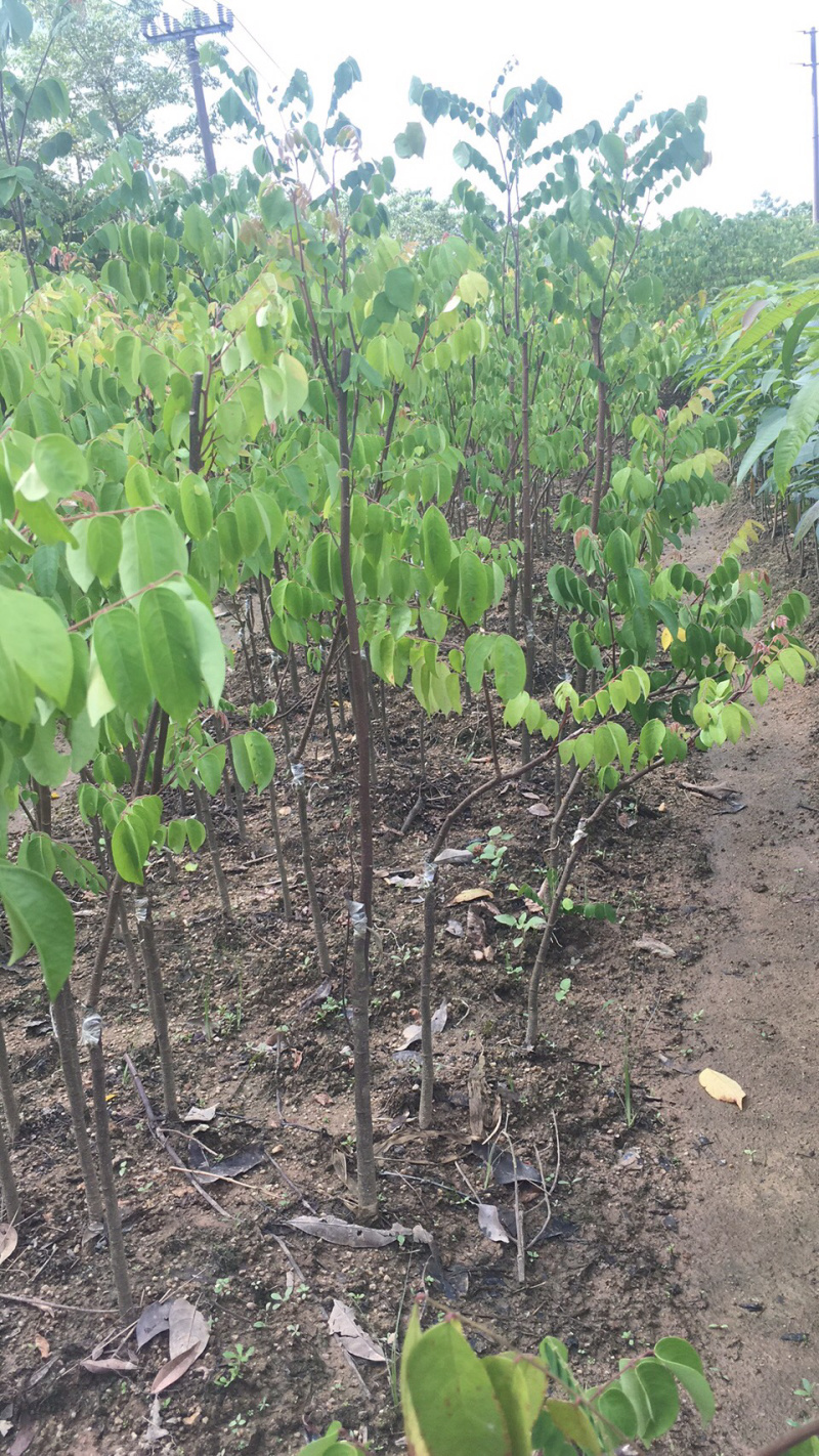 台湾甜杨桃苗特别高产，一年四季有果，长年有果吃