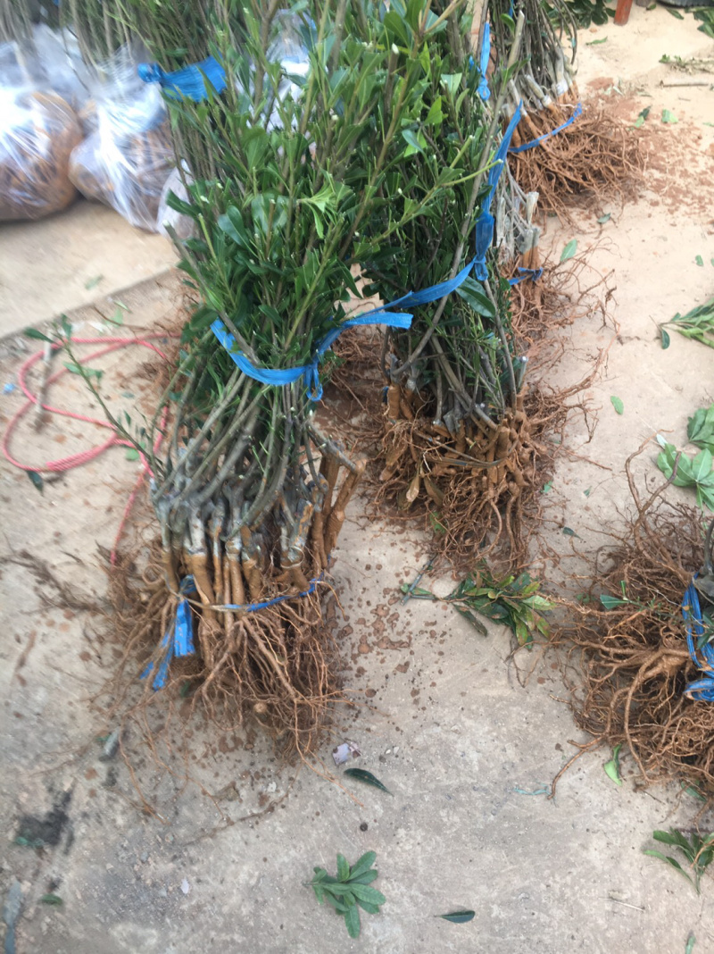 东魁杨梅苗保证成活，当年结果，包你满意