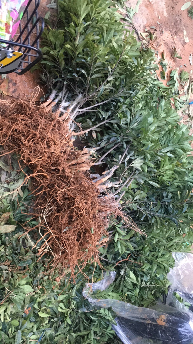 东魁杨梅苗保证成活，当年结果，包你满意