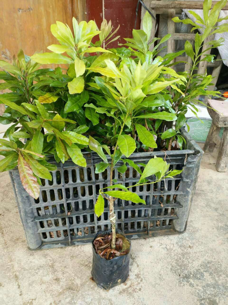 大黑炭杨梅苗当年结果苗易成活，抗寒能力强