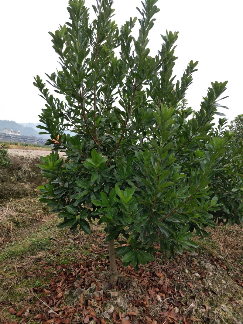 大黑炭杨梅苗当年结果苗易成活，抗寒能力强