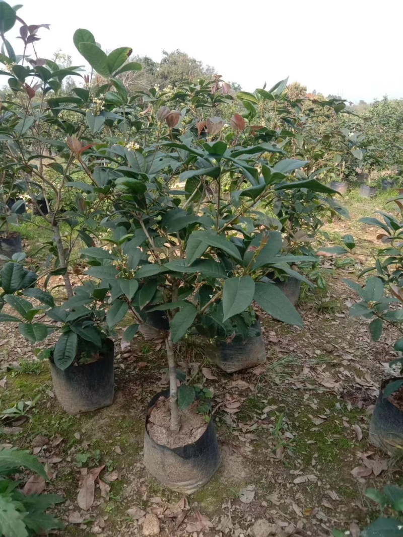 金桂花树4年苗包邮已经开花