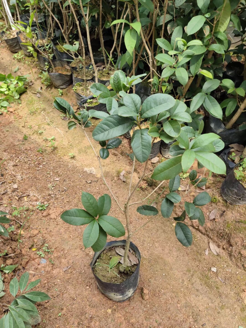 金桂花树4年苗包邮已经开花