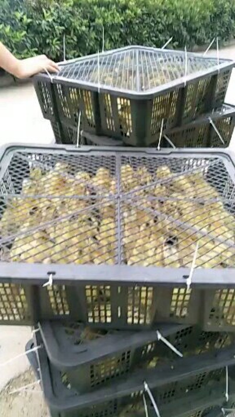 鸡苗孵化场直供鸡苗，做过防疫，包成活物流专车发货