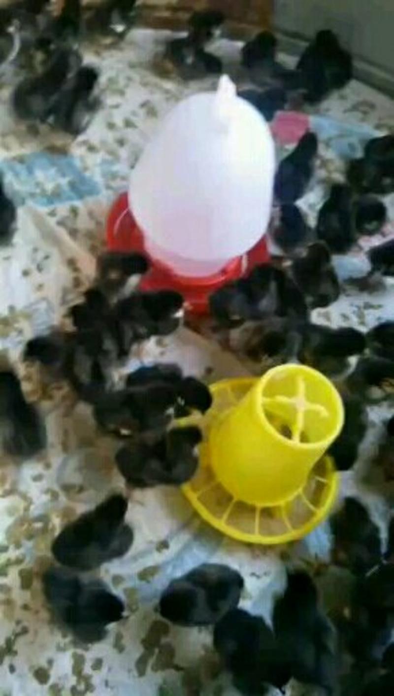 鸡苗孵化场直供鸡苗，做过防疫，包成活物流专车发货