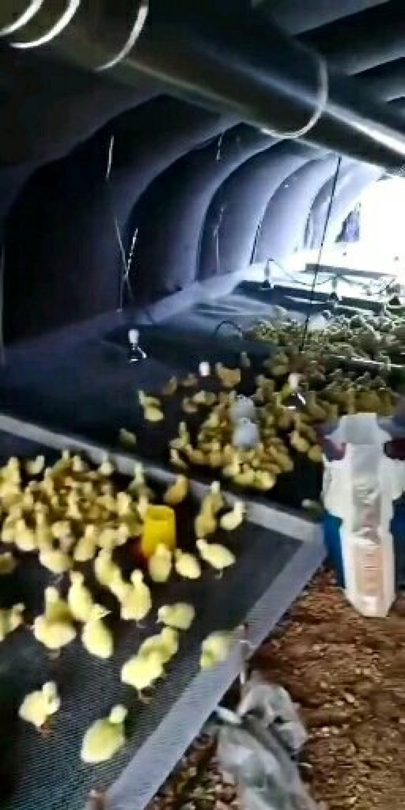 鸡苗孵化场直供鸡苗，做过防疫，包成活物流专车发货