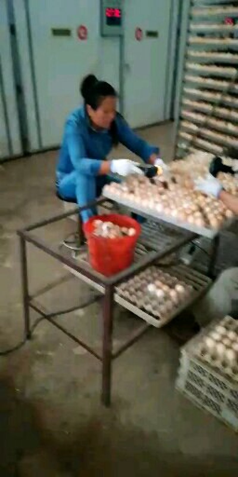 鸡苗孵化场直供鸡苗，做过防疫，包成活物流专车发货
