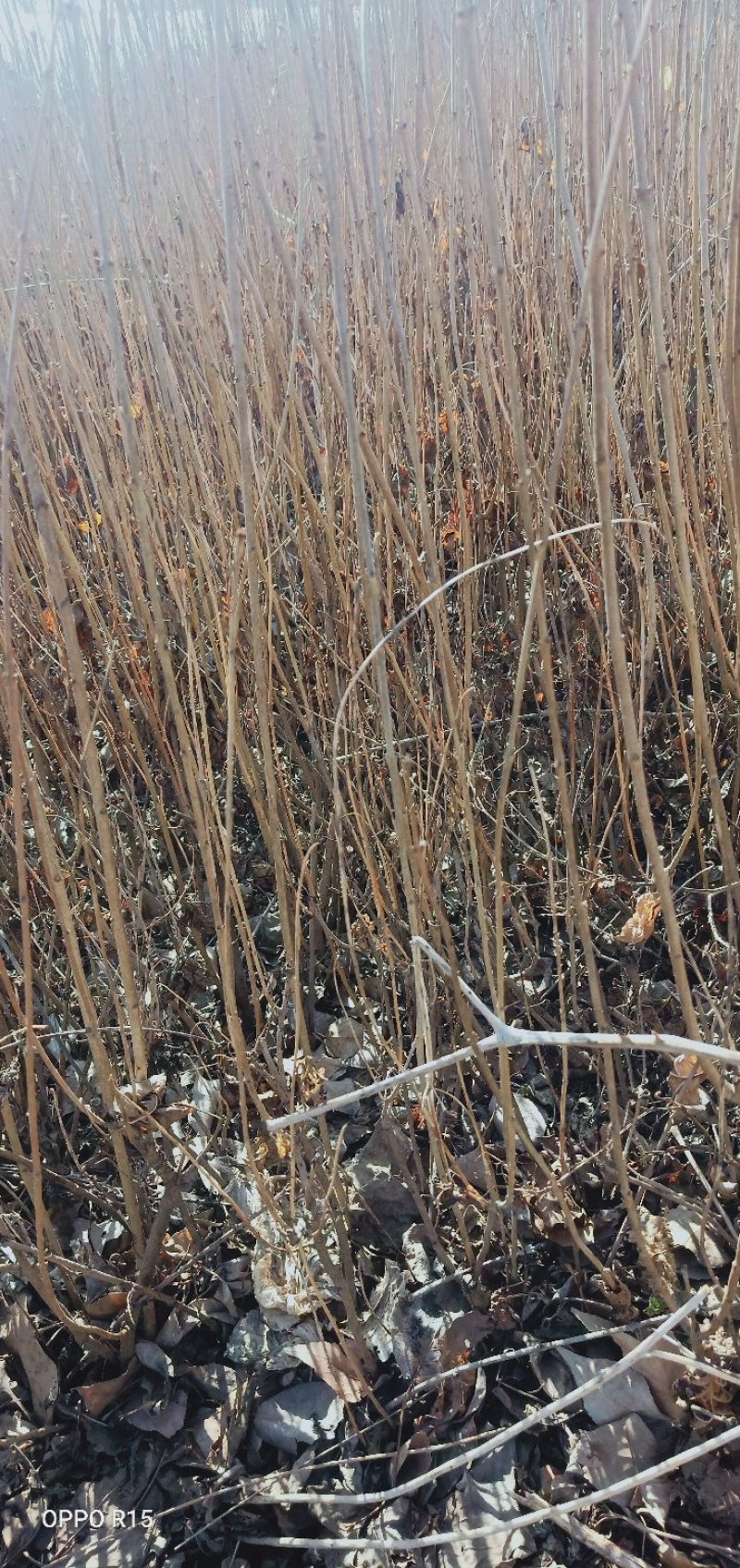 三年的丁香10万棵4万块钱包地卖，起苗装车另算