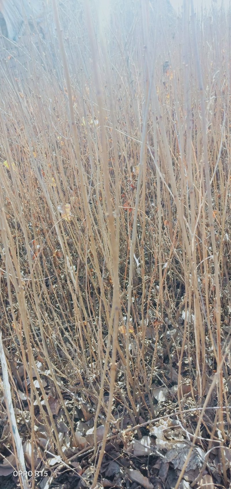 三年的丁香10万棵4万块钱包地卖，起苗装车另算