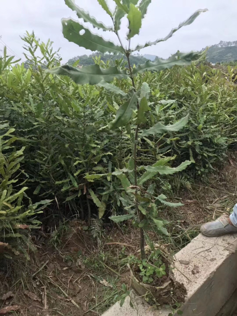 坚果苗澳洲坚果苗嫁接苗第二年结果