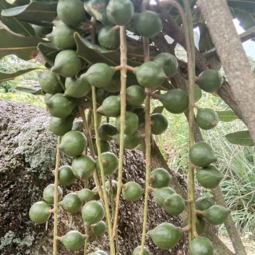 坚果苗澳洲坚果苗嫁接苗第二年结果