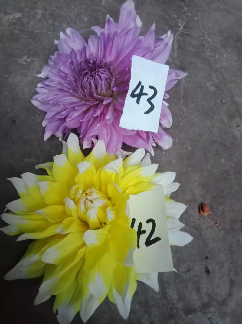 大丽花种球，甘肃定西精品大丽花欢迎各位老板观赏庭院种