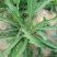 【优质】苦麻菜蔬菜种子纯度高芽率好