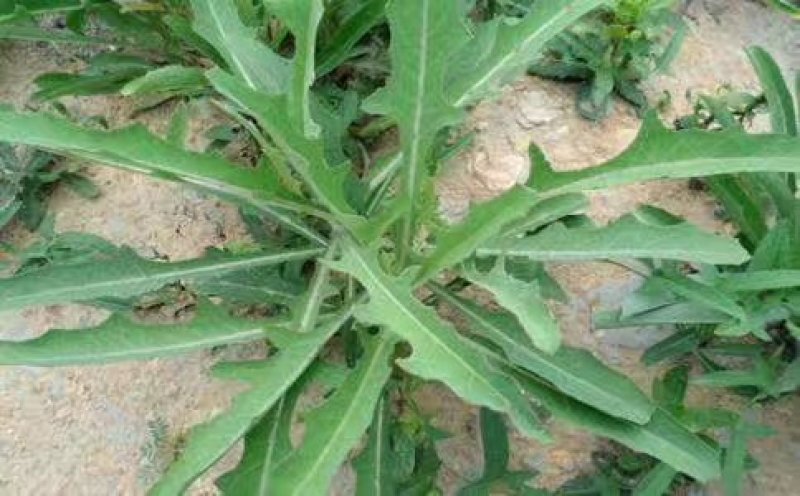 【优质】苦麻菜蔬菜种子纯度高芽率好