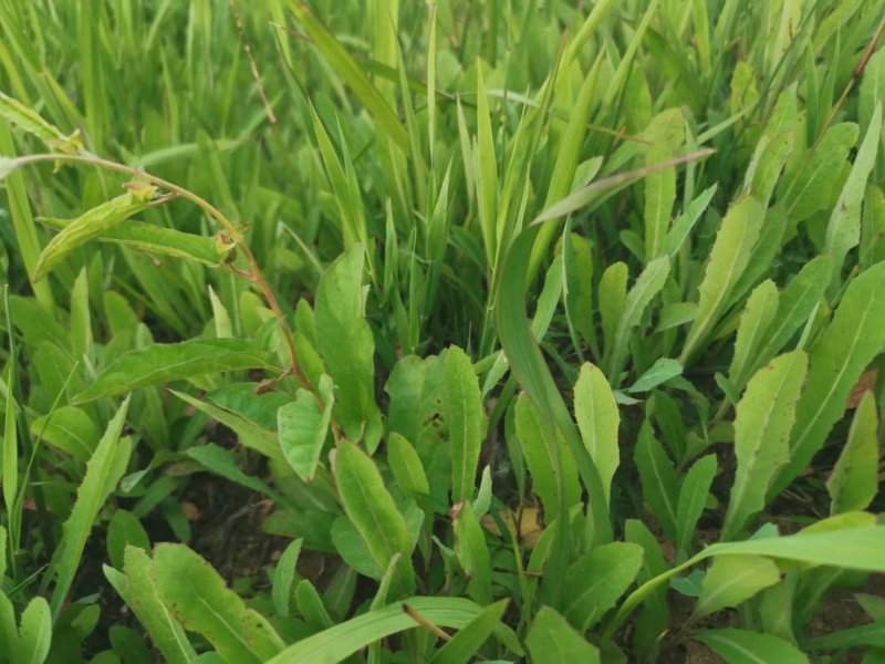 【优质】苦麻菜蔬菜种子纯度高芽率好