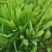 【优质】苦麻菜蔬菜种子纯度高芽率好
