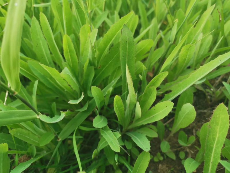 【优质】苦麻菜蔬菜种子纯度高芽率好
