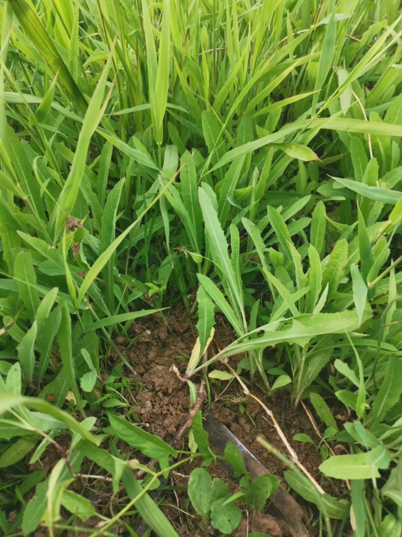 【优质】苦麻菜蔬菜种子纯度高芽率好