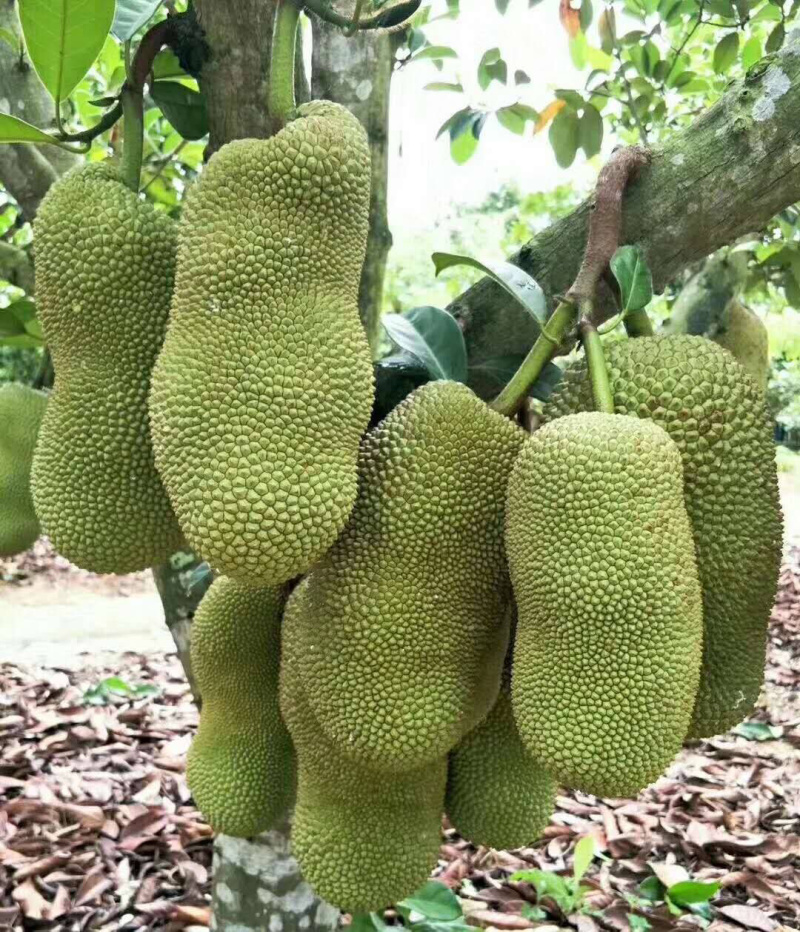 马来西亚一号菠萝蜜苗可带土带叶发货广西包邮