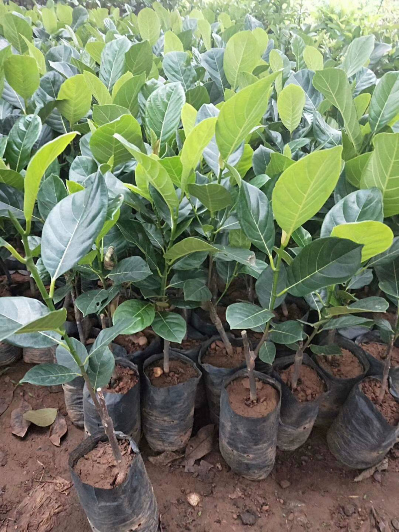 马来西亚一号菠萝蜜苗可带土带叶发货广西包邮