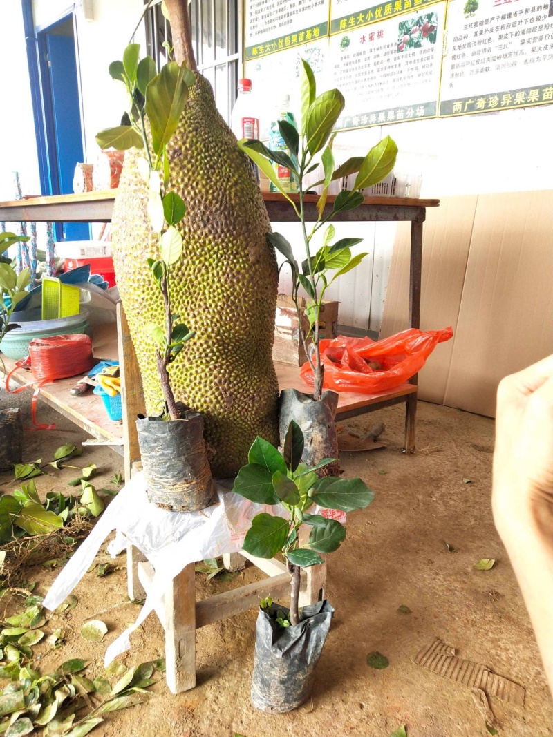 马来西亚一号菠萝蜜苗可带土带叶发货广西包邮
