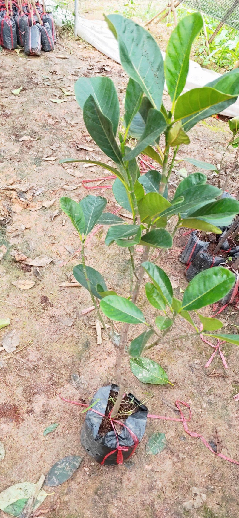 马来西亚一号菠萝蜜苗可带土带叶发货广西包邮