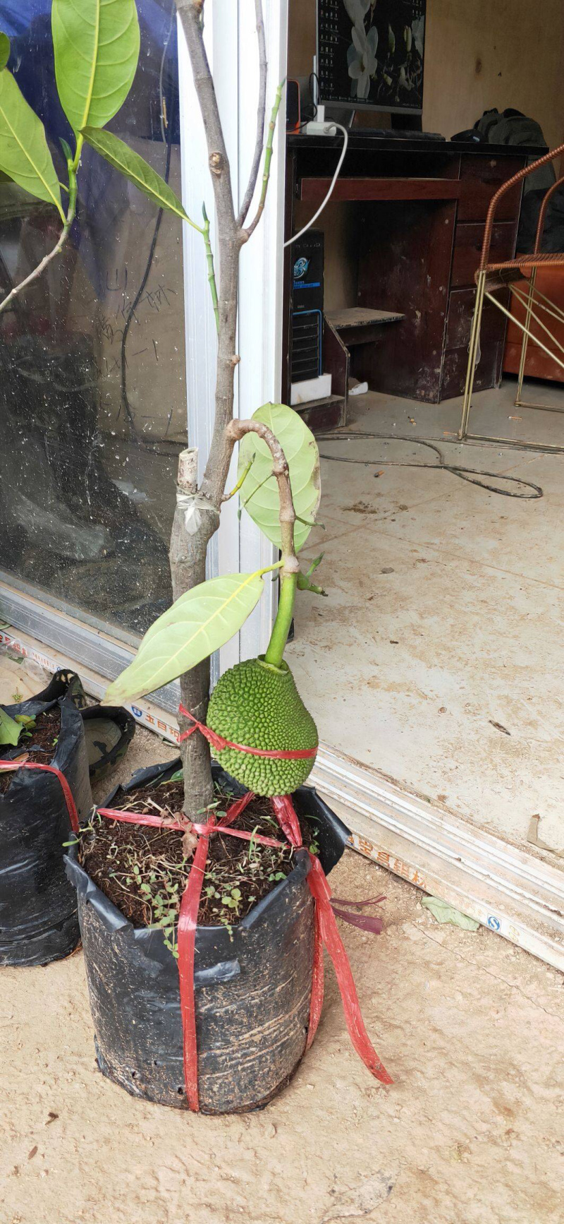 马来西亚一号菠萝蜜苗可带土带叶发货广西包邮