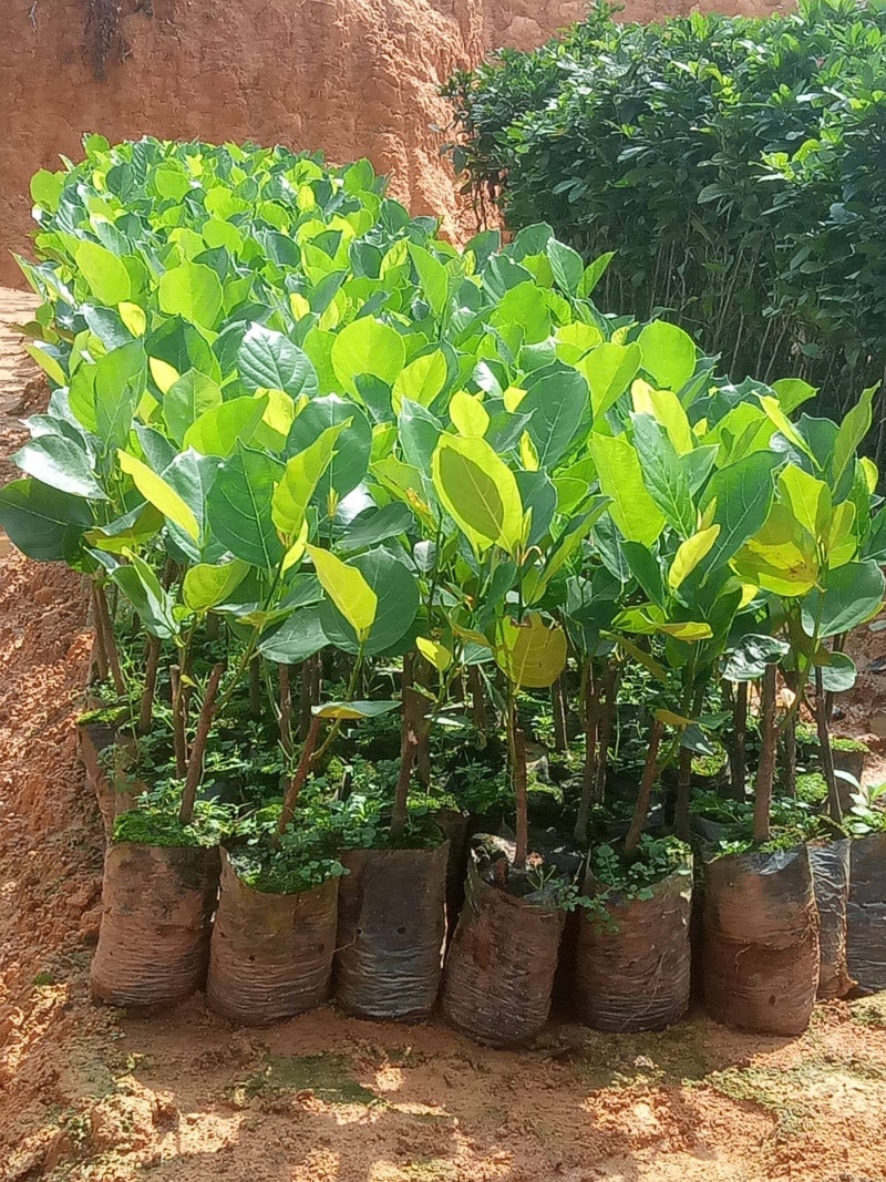 马来西亚一号菠萝蜜苗可带土带叶发货广西包邮
