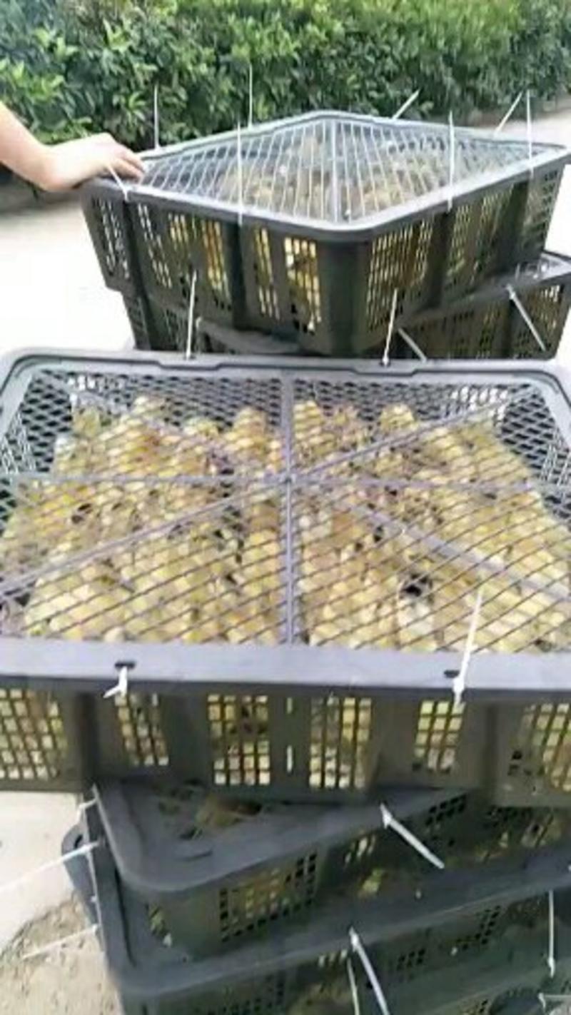 鸭苗苗孵化场直供鸭苗，做过防疫，包活物流专车发货